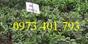 Giống cây ổi đông dư, ổi bốn mùa, ổi , cây ổi, cây ổi đông dư, cây ổi bốn mùa