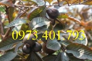 Cung Cấp Giống ổi tím nuôi cấy mô