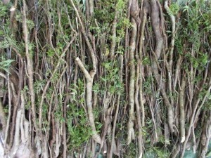 Thông báo về việc triển khai dự án trồng và thu mua sản phẩm cây đinh lăng.