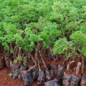 Thông báo về việc triển khai dự án trồng và thu mua sản phẩm cây đinh lăng.
