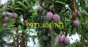 Giống cây xoài tím, xoài tím, cây xoài, cây xoài tím, kĩ thuật trồng xoài tím