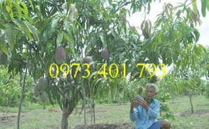 Chuyên cung cấp cây giống cây xoài đài loan miền Nam giá rẻ