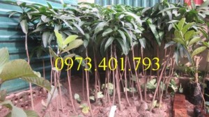 Chuyên cung cấp cây giống cây xoài đài loan miền Nam giá rẻ
