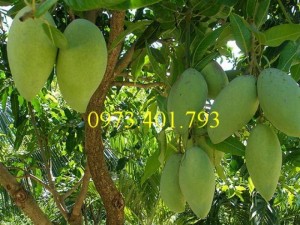Giống cây xoài thái, xoài thái, cây xoài thái, xoài, cây xoài, kĩ thuật trồng xoài thái
