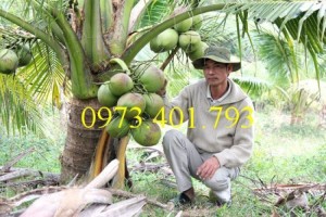 Giống cây dừa xiêm lùn xanh, dừa xiêm lùn, dừa xiêm, cây dừa xiêm lùn