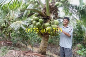Giống cây dừa xiêm lùn xanh, dừa xiêm lùn, dừa xiêm, cây dừa xiêm lùn