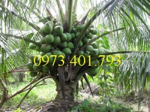 Giống cây dừa xiêm lùn xanh, dừa xiêm lùn, dừa xiêm, cây dừa xiêm lùn