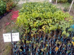 Bán cây giống na Thái Lan, mãng cầu thái số lượng lớn, giao cây toàn quốc