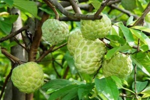 Bán cây giống na Thái Lan, mãng cầu thái số lượng lớn, giao cây toàn quốc