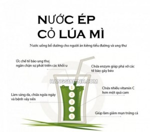 Cỏ lúa mì (lúa mạch) ITALY - Hạt giống Cỏ lúa mì lúa mạch giầu dinh dưỡng