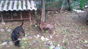 Cần bán chó phú quốc