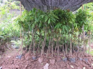 Bán cây giống nhãn muộn, nhãn hưng yên, nhãn miền thiết, giao cây toàn quốc