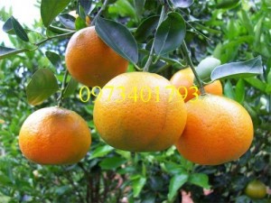 Giống cây quýt chum