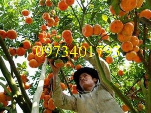 Giống cây quýt chum