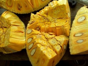 Bán cây giống mít thái siêu sớm, mít tứ quý, số lượng lớn, giao cây toàn quốc.
