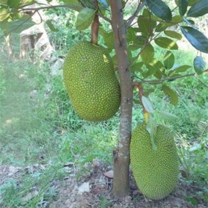 Bán cây giống mít thái siêu sớm, mít tứ quý, số lượng lớn, giao cây toàn quốc.
