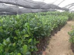 Bán cây giống mít thái siêu sớm, mít tứ quý, số lượng lớn, giao cây toàn quốc.
