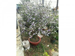 Hoa lài Nhật