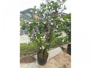 Hoa lài Nhật