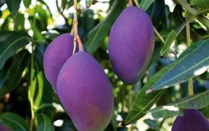 Bán cây giống xoài tím, chuẩn giống, số lượng lớn, giao cây toàn quốc.