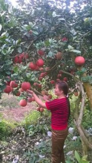 Bán cây giống bưởi đỏ luận văn, bưởi tiến vua, bưởi đỏ, cây giống F1, số lượng lớn, giao cây toàn quốc