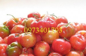 Giống cây sơry, cây sơry, sơry , kĩ thuật trồng cây sơry
