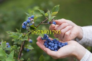Cây Giống Việt Quất chất lượng