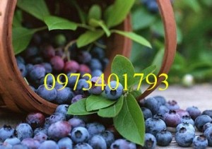 Cây Giống Việt Quất chất lượng