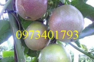 Cây Giống chanh leo tím Đài loan gieo hạt