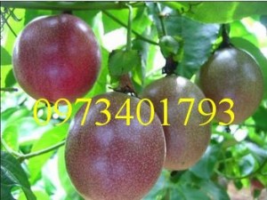 Cây Giống chanh leo tím Đài loan gieo hạt