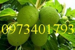 Cung cấp giống Sake ghép uy tín, chất lượng
