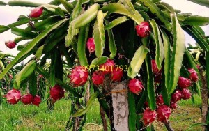 Cung cấp giống cây Thăng long ruột đỏ