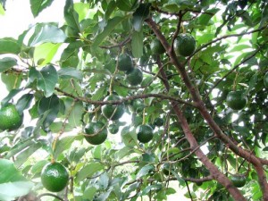 Chuyên cung cấp giống cây bơ sáp, giống bơ sáp,bơ sáp,bơ,số lượng lớn,giao hàng toàn quốc