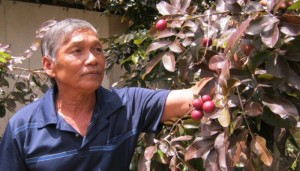 Bán cây giống nhãn tím, nhãn không hạt, chuẩn giống, giao cây toàn quốc.
