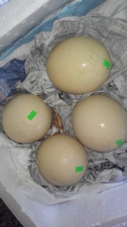 Trứng đà điểu Tiền Giang, cung cấp sỉ và lẻ trứng đà điểu Tiền Giang,