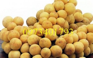 Giống Cây Bòn bon uy tín, giá rẻ