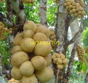 Giống Cây Bòn bon uy tín, giá rẻ