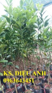 Chuyên cung cấp cây giống quýt đường thái lan, quýt ngọt, quýt đường miền bắc chuẩn giống f1, bảo hành cây giống, giao cây toàn quốc.