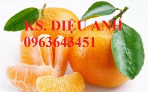 Chuyên cung cấp cây giống quýt đường thái lan, quýt ngọt, quýt đường miền bắc chuẩn giống f1, bảo hành cây giống, giao cây toàn quốc.