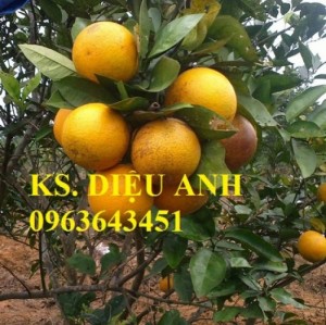 Chuyên cung cấp cây giống cam vinh chuẩn f1, số lượng lớn, chất lượng cao, giao cây toàn quốc.