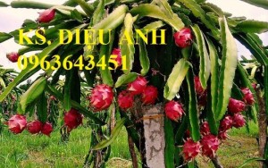 Chuyên cung cấp cây giống thanh long, thanh long ruột đỏ, thanh long ruột trắng chuẩn f1, bảo hành cây giống, giao cây toàn quốc.
