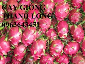 Chuyên cung cấp cây giống thanh long, thanh long ruột đỏ, thanh long ruột trắng chuẩn f1, bảo hành cây giống, giao cây toàn quốc.