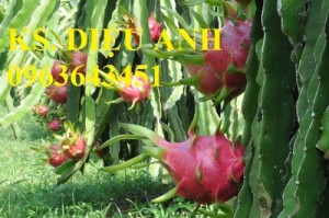 Chuyên cung cấp cây giống thanh long, thanh long ruột đỏ, thanh long ruột trắng chuẩn f1, bảo hành cây giống, giao cây toàn quốc.