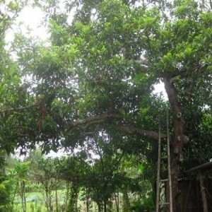 Bán giống cây chay, chuẩn giống, giao cây toàn quốc.