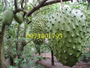 Cung cấp giống Mãng cầu xiêm chất lượng