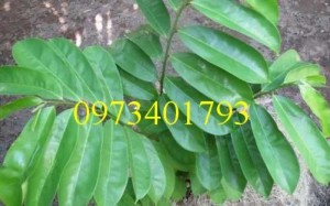 Cung cấp giống Mãng cầu xiêm chất lượng