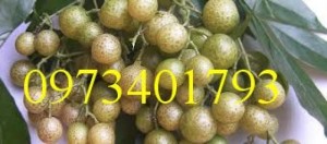 Cung cấp cây giống mắc mật uy tín, chất lượng