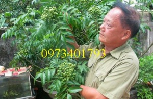 Cung cấp cây giống mắc mật uy tín, chất lượng
