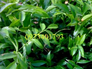 Cung cấp cây giống mắc mật uy tín, chất lượng