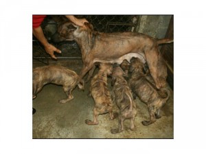Phối giống phú quốc Bình Dương